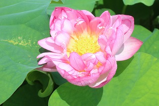 愛西市・ハスの花