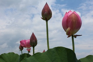 愛西市・ハスの花