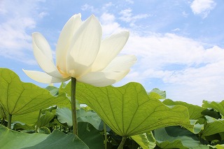 愛西市・ハスの花