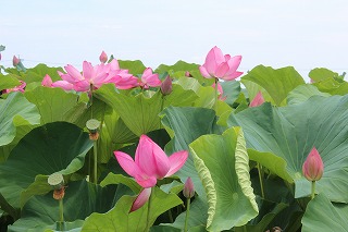 愛西市・ハスの花