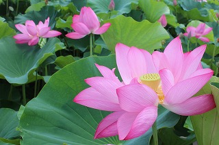 愛西市・ハスの花