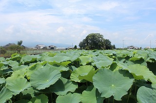 愛西市・蓮田の風景