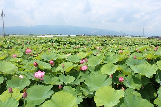 愛西市・蓮田の風景