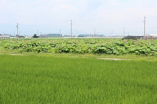 愛西市・水田の風景