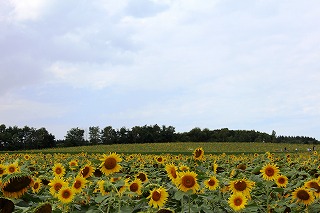 北竜町・ひまわりの里