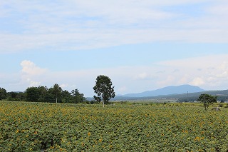 北竜町・ひまわりの里