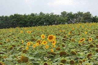 北竜町・ひまわりの里