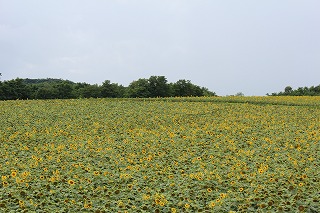 北竜町・ひまわりの里