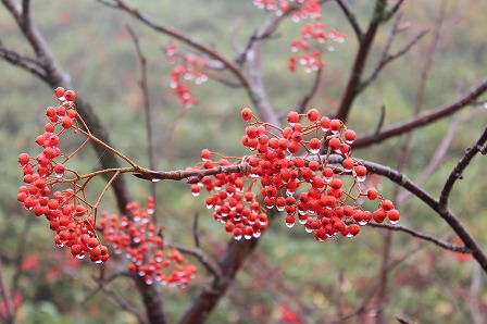 草津