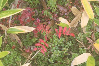 草津