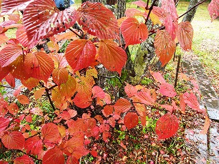 大清水