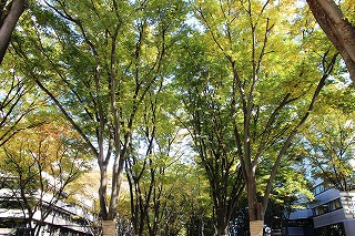 仙台市中心部