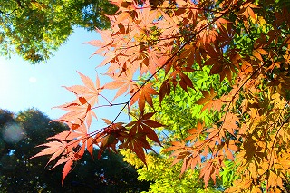 仙台市中心部