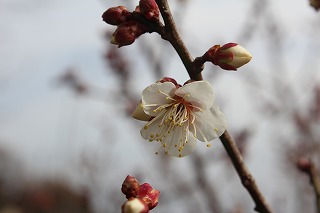 梅