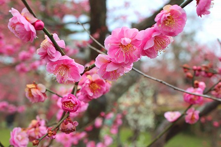 北野八幡宮・梅