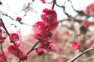 北野八幡宮・梅