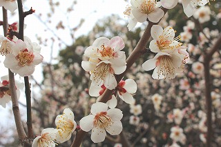 北野八幡宮・梅