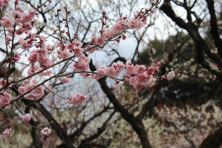 北野八幡宮・梅