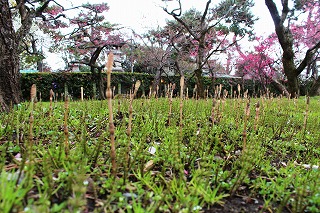 北野八幡宮・梅