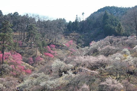 吉野梅郷