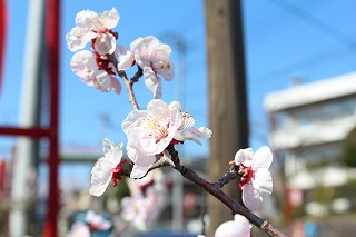 吉野梅郷