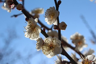 吉野梅郷
