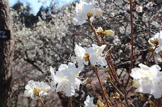 吉野梅郷