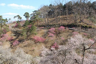 吉野梅郷