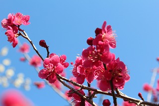 吉野梅郷