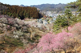 吉野梅郷