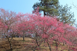 吉野梅郷