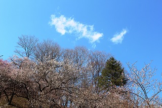 吉野梅郷