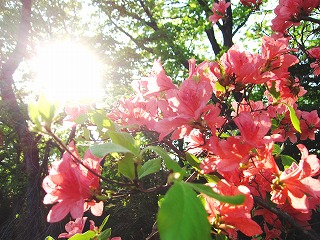 武蔵丘陵森林公園