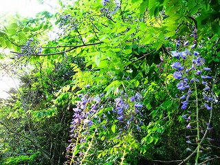 武蔵丘陵森林公園