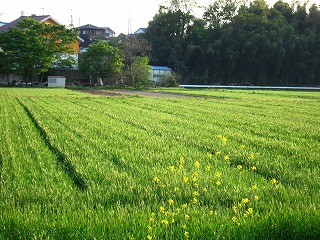 武蔵丘陵森林公園