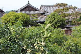 みかんの花