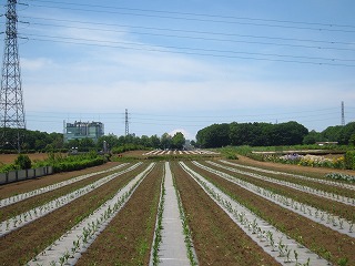 三富新田