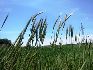 三富新田