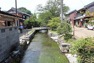醒井宿・バイカモ