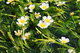 醒井宿・バイカモ