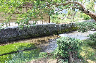 醒井宿・バイカモ