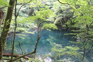 十二湖・沸壺の池