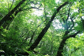 大崩登山道・ブナ林