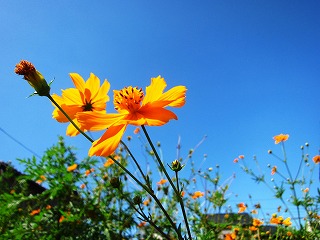 見沼田んぼ・秋