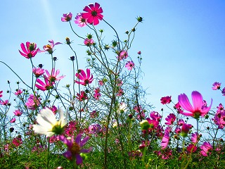 見沼田んぼ・秋
