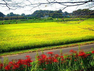 見沼田んぼ・秋