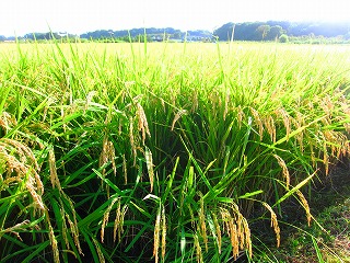 見沼田んぼ・秋