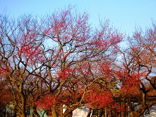 偕楽園