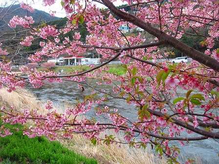 河津桜