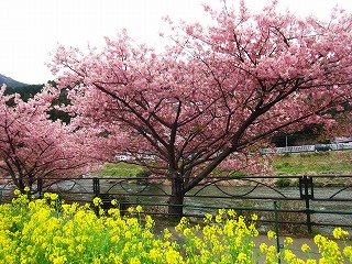 河津桜